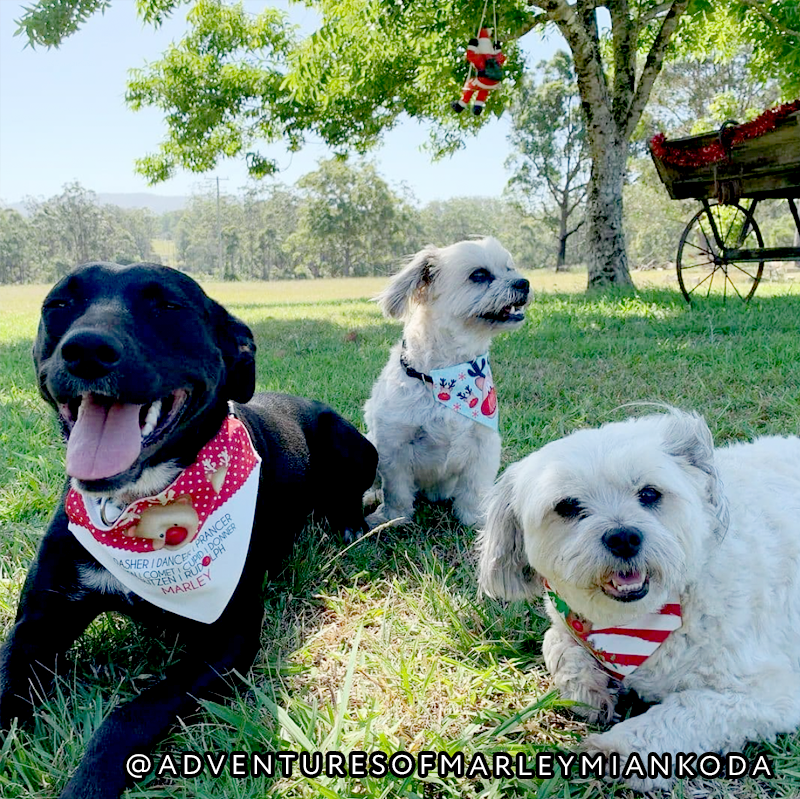 Personalised Christmas Pet Bandanas