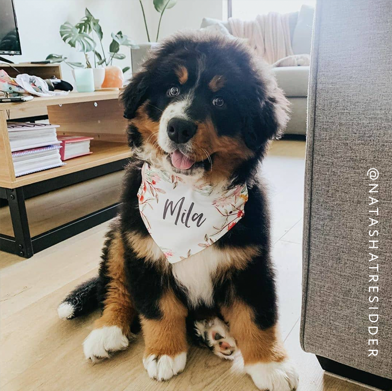 Personalised Dog Bandanas